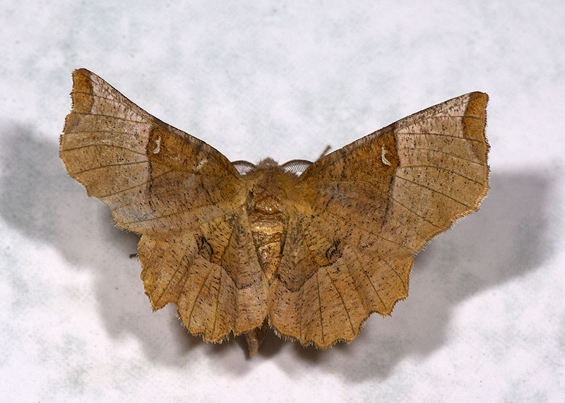 Selenia lunularia, Geometridae